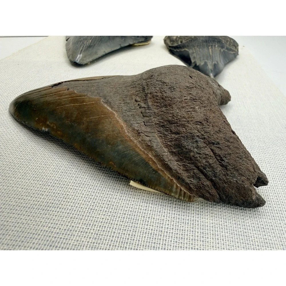 Set 3- Megalodon Teeth Mounted In Walnut 8x10 Shadow Box