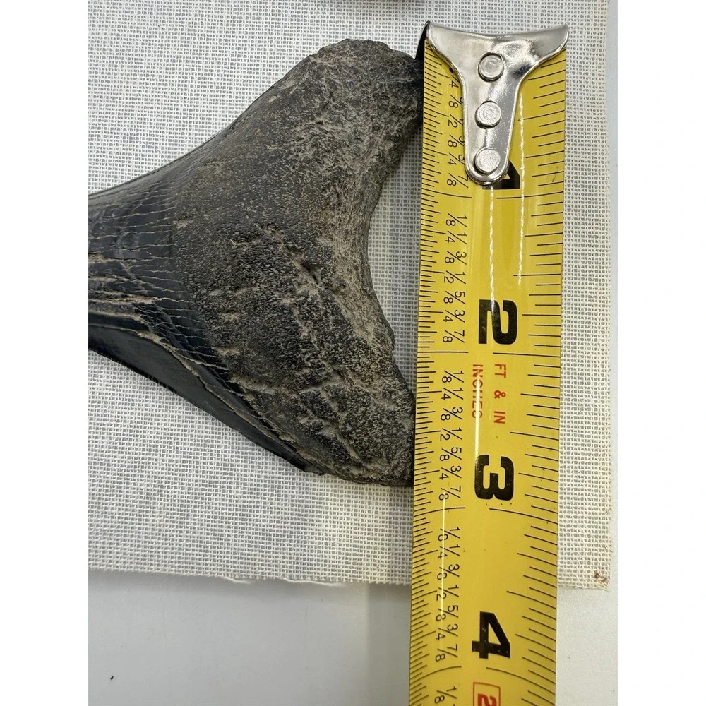 Set 3- Megalodon Teeth Mounted In Walnut 8x10 Shadow Box