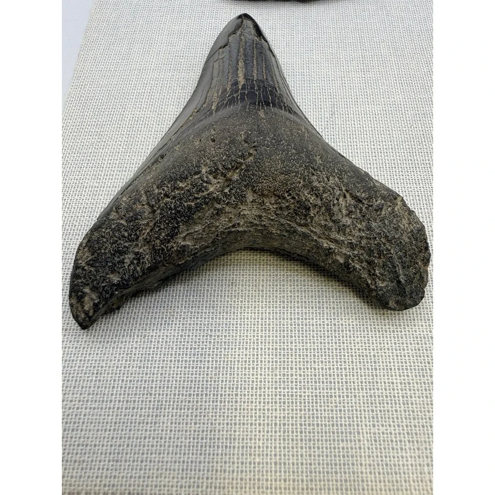 Set 3- Megalodon Teeth Mounted In Walnut 8x10 Shadow Box