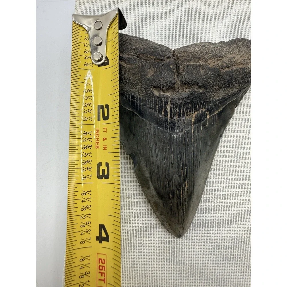 Set 3- Megalodon Teeth Mounted In Walnut 8x10 Shadow Box