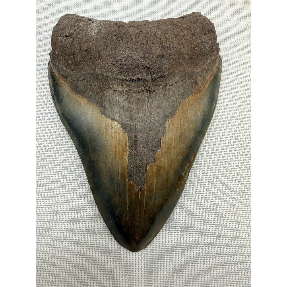 Set 3- Megalodon Teeth Mounted In Walnut 8x10 Shadow Box