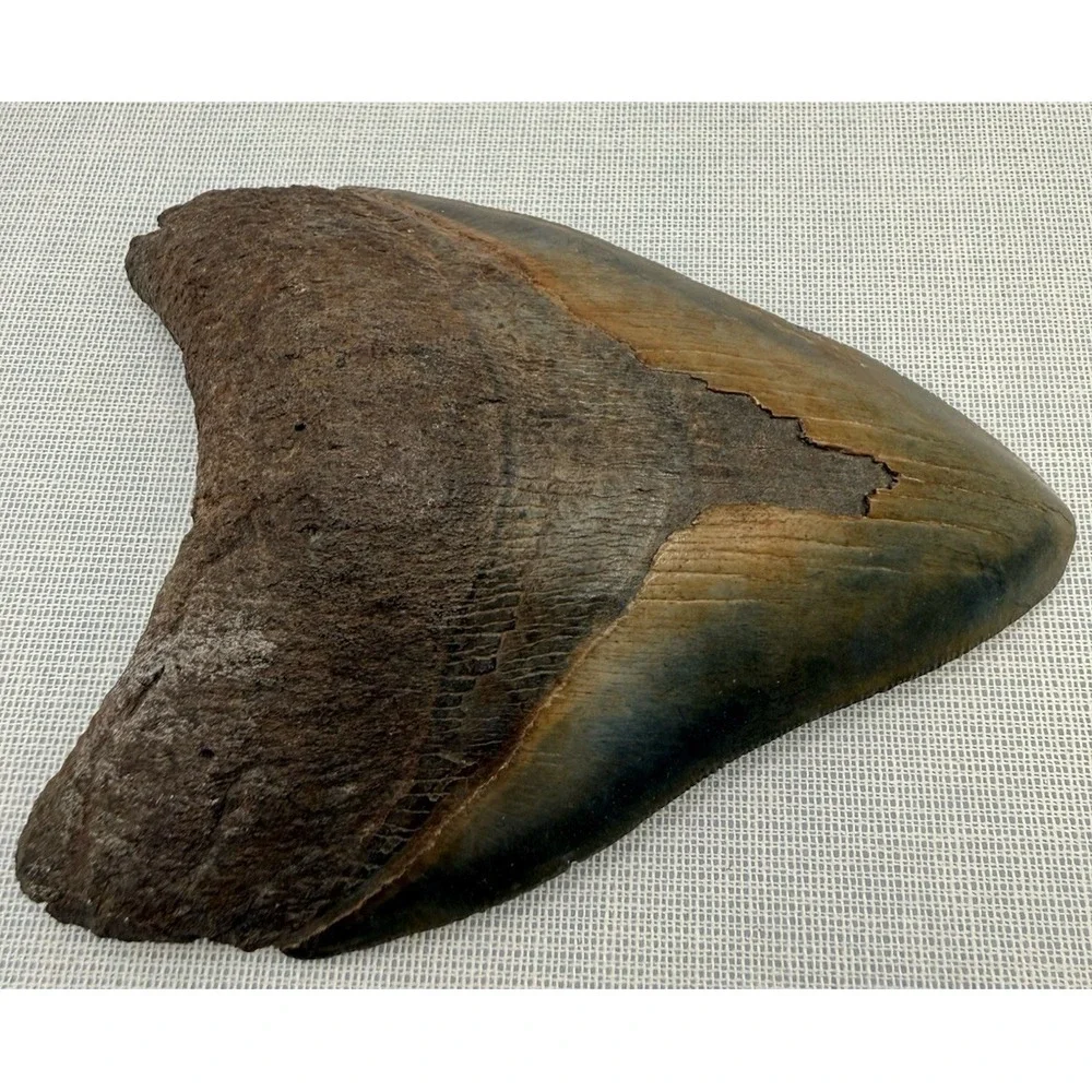 Set 3- Megalodon Teeth Mounted In Walnut 8x10 Shadow Box